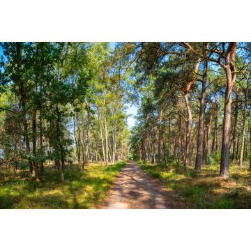 Lais Puzzle - Grüne Lunge von Nordbrabant, der Kempener Wald im September, die Niederlande - 2.000 Teile