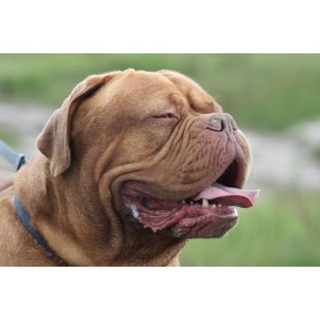 Lais Puzzle - Bordeauxdogge - 2.000 Teile