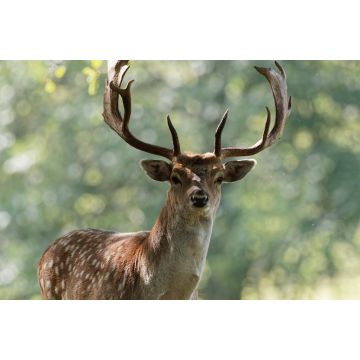 Lais Puzzle - Damhirschbock, Wentworth Castle, England - 2.000 Teile