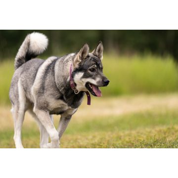 Lais Puzzle - Jämthund - 2.000 Teile