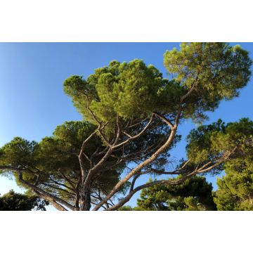 Lais Puzzle - Waldpark Goldenes Kap Zlatni rt, Rovigno, Kroatien - 2.000 Teile