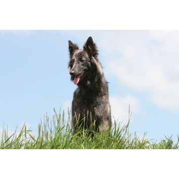 Lais Puzzle - Hollandse Herdershond - 2.000 Teile