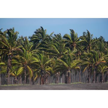 Lais Puzzle - Kokosnuss-Farm Palmen am Strand, Mexiko - 2.000 Teile