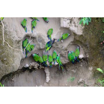 Lais Puzzle - Blaukopf-Papagei, Ecuador - 2.000 Teile