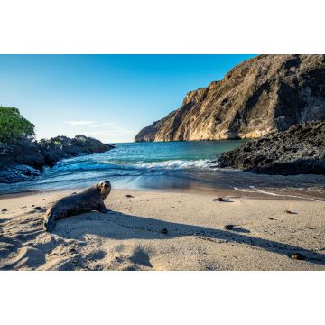 Lais Puzzle - Seelöwe am Strand, Ecuador - 2.000 Teile