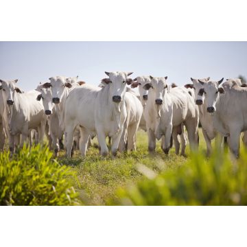 Lais Puzzle - Nellore-Rinder grasen auf dem Feld bei Sonnenuntergang, Mato Grosso do Sul, Brasilien - 2.000 Teile