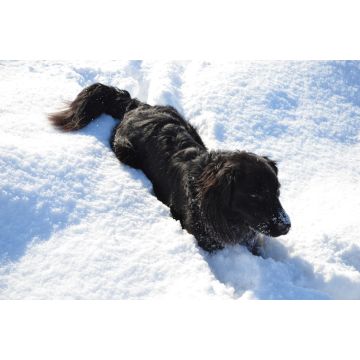 Lais Puzzle - Hund im Schnee - 2.000 Teile