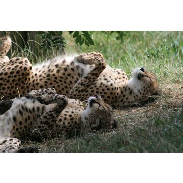 Lais Puzzle - schlafende Geparde - 2.000 Teile