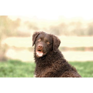 Lais Puzzle - Curly-Coated Retriever - 2.000 Teile