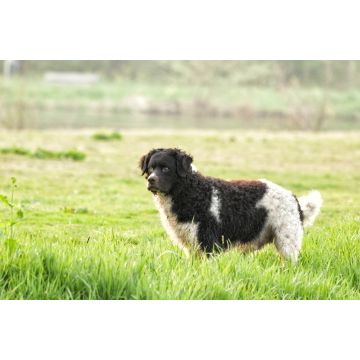 Lais Puzzle - Wetterhoun - 2.000 Teile