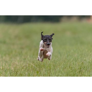 Lais Puzzle - Japanischer Terrier - 2.000 Teile