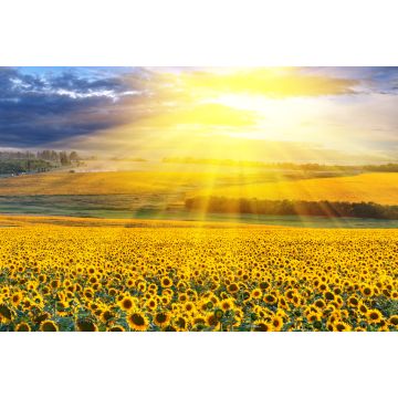 Lais Puzzle - Sonnenuntergang über dem Feld - 2.000 Teile