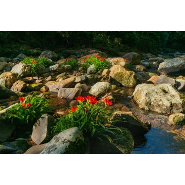 Lais Puzzle - Waldlandschaft in der Serra do Mar in Paraná, Brasilien. Atlantischer Wald oder Mata Atlântica - 2.000 Teile