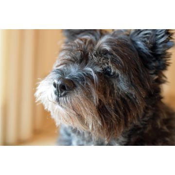 Lais Puzzle - Cairn-Terrier - 2.000 Teile