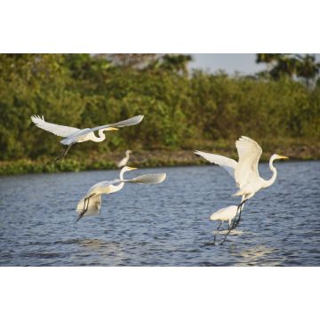 Lais Puzzle - Silberreiher (Ardea alba) auf dem Rio Magdalena, Santa Cruz de Mompox, Bolivar, Kolumbien - 2.000 Teile