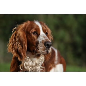 Lais Puzzle - Welsh Springer Spaniel - 2.000 Teile