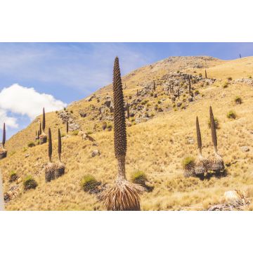 Lais Puzzle - Puya raimondii, auch als Königin der Anden oder puya de Raimondi bekannt, ist die größte Bromelienart und erreicht eine Höhe von bis zu 15 Metern. Weiße Kordilleren, Peru - 2.000 Teile