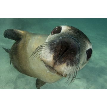 Lais Puzzle - Australischer Seelöwe Unterwasser-Porträtfoto - 2.000 Teile