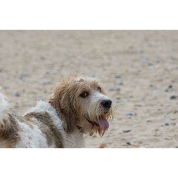 Lais Puzzle - Grand Basset Griffon Vendeen - 2.000 Teile