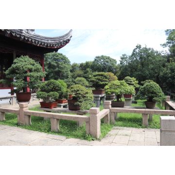 Lais Puzzle - Bonsai, Tiger Hill in Suzhou, China - 2.000 Teile