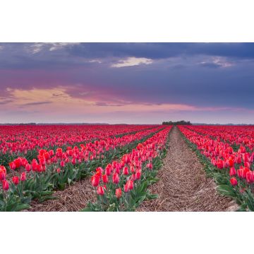 Lais Puzzle - Tulpen Grevenbroich - 2.000 Teile
