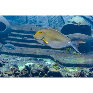 Lais Puzzle - Augenstreifen-Doktorfisch, Sanya Stadt, Hainan, China - 2.000 Teile