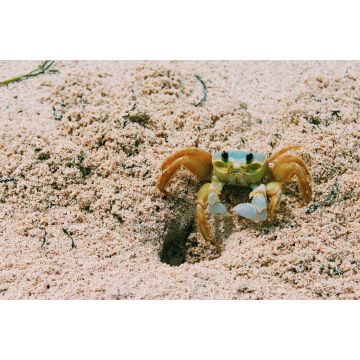 Lais Puzzle - Kleine Krabbe auf dem Strandsand der Insel San Andres, Kolumbien - 2.000 Teile