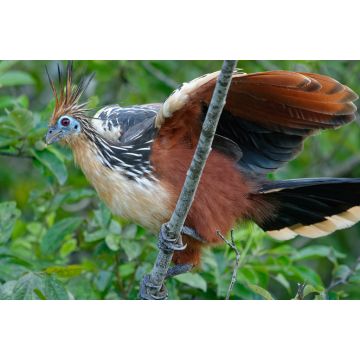 Lais Puzzle - Hoatzin (Opisthocomus hoazin) im Naturschutzgebiet Cuyabeno (Amazonien, Ecuador) - 2.000 Teile