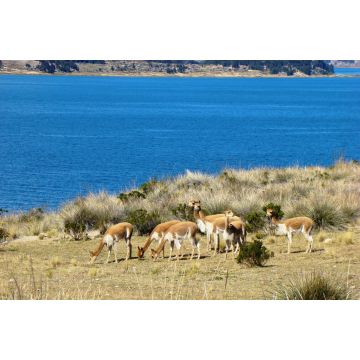 Lais Puzzle - Vikunjas auf der Insel Suasi (Titicaca-See, Peru) - 2.000 Teile