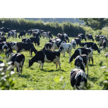 Lais Puzzle - Milchkühe auf einem Feld Carmarthenshire Wales - 2.000 Teile