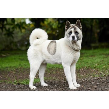 Lais Puzzle - Norwegischer Buhund - 2.000 Teile