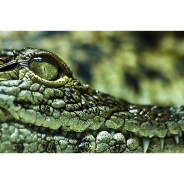 Lais Puzzle - Krokodil - 2.000 Teile