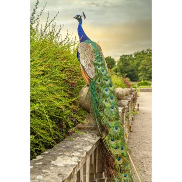 Lais Puzzle - Farbenfroher Pfau im Garten der Newstead Abbey, Nottinghamshire, England - 2.000 Teile
