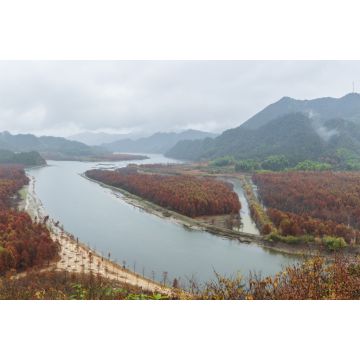 Lais Puzzle - Mangrovenwald in der Morgendämmerung, Anhui, China - 2.000 Teile