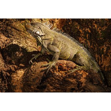 Lais Puzzle - Leguan klettert auf einen Baum in Kolumbien - 2.000 Teile