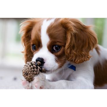 Lais Puzzle - Cavalier King Charles Spaniel - 2.000 Teile
