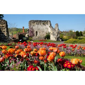 Lais Puzzle - Bunte Frühlings-Tulpen rund um Guildford Castle, Surrey, England - 2.000 Teile