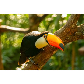 Lais Puzzle - Der Toco-Tukan sitzt im Freien auf einem Ast und lehnt sich nach vorne, wobei er seinen riesigen orange-gelben Schnabel mit einem bläulichen Fleck zeigt. Misiones Argentinien - 2.000 Teile