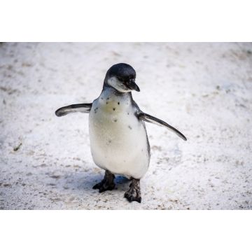 Lais Puzzle - Humboldt-Pinguin alias Spheniscus humboldti ist ein südamerikanischer Pinguin, der hauptsächlich im Nationalreservat Pinguino de Humbold lebt - 2.000 Teile