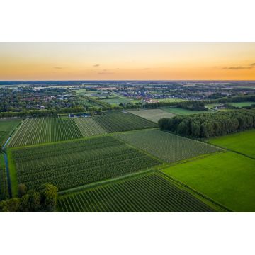 Lais Puzzle - Luftaufnahme bei Sonnenuntergang über Reihen mit alten Pflaumen- oder Birnenobstbäumen von landwirtschaftlichen Obstgärten am Abend in Beuningen, Gelderland, Niederlande. - 2.000 Teile
