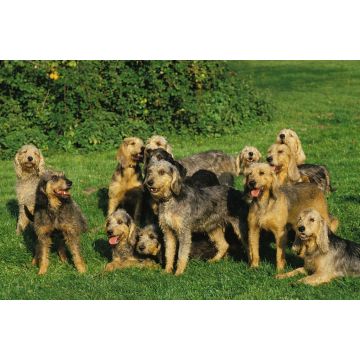 Lais Puzzle - Griffon Nivernais - 2.000 Teile