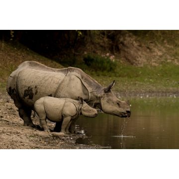 Lais Puzzle - Großes Indisches Nashorn und sein Kalb im Kaziranga National Park, Indien - 2.000 Teile