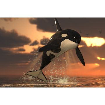 Lais Puzzle - Orca - 2.000 Teile