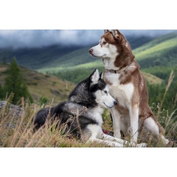 Lais Puzzle - Huskies - 2.000 Teile