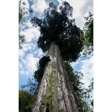 Lais Puzzle - Tausendjährige Lärche im Alerce Andino Nationalpark - 2.000 Teile