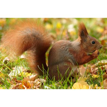 Lais Puzzle - Eichhörnchen - 2.000 Teile