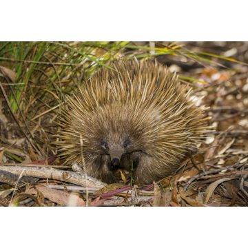 Lais Puzzle - Kangaroo Island, Südaustralien: Ameisenigel auf Nahrungssuche im australischen Busch - 2.000 Teile