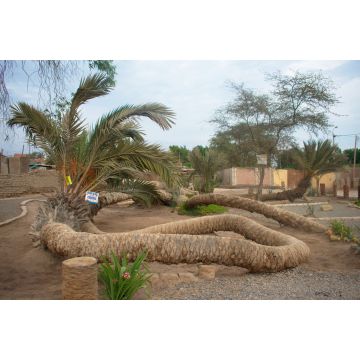 Lais Puzzle - Die siebenköpfige Palme in Ica, Peru - 2.000 Teile