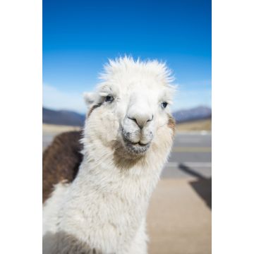 Lais Puzzle - Lama in Nahaufnahme in den Höhenlagen von Tucumán, Argentinien - 2.000 Teile