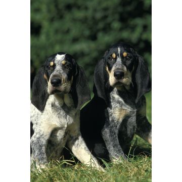 Lais Puzzle - Petit Bleu de Gascogne - 2.000 Teile